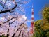 Tokyo Cherry Blossoms To Bloom Monday, Earlier Than Other Regions