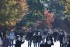 Japan Imperial Palace Street Opened to Public for Autumn Leaves