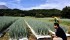 Crop Production in Japan Shifts North, To Higher-Altitude Areas Due to Summer Heat