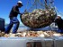 Japan’s Hopes for Seafood Exports Shot Down in China Spat