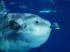 Japan Aquarium Cheers Up Lonely Sunfish By Taping Photos Of Human Faces To Its Tank