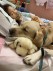 Facility Dogs Comfort Hospitalized Children in Japan