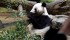 Tearful Goodbyes As Japan Returns Pandas To China Amid Worsening Ties