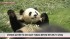 Final Day Of Outdoor Display Of Pandas At Japanese Zoo Before Transfer To China