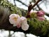 Cherry Blossoms Bloom in Southern Chiba Pref., Expected to Reach Their Peak in 1 Week
