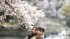 Japan’s 2026 Sakura Season Set To Be Most Affordable In Years