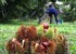 Chestnut Harvest Season Hits Peak in Obuse, Nagano Prefecture; Nuts Are Reportedly Smaller and Sweeter Than Usual