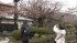 Cherry Blossom Season Begins In Town In Hokkaido, Northern Japan