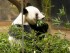 Fans Flock To Zoo For Final Public Viewing Of Last 2 Pandas In Japan