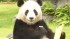 Final Day Of Outdoor Display Of Pandas At Japanese Zoo Before Transfer To China