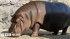 &#039;Male&#039; Hippo In Japan Zoo Found To Be Female After 7 Years
