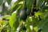 Citrus Growers Switch To Avocados In Japan