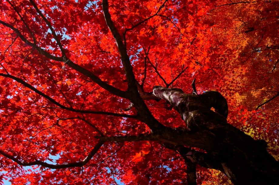 Sightseeing : Autumn Colors: A Guide to Visiting Japan in Fall