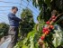 Japan’s Coffee Bean Production Looks to Northern Areas to Expand Amid Challenges From Climate Change