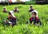 Tea Pickers in Japan’s Kyoto Pref. Collect Burgeons to Mark Arrival of Season to Collect Newly-Harvested Tea
