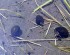 Aichi Rice Production Under Siege from Warming Climate; Record Heat Stunts Crop Growth, Causes Greater Pest Activity