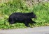 Bear Attacks Man In Public Toilet In Japan