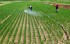 Japan&#039;s 2025 Rice Harvest Seen Rising To 7.48 Million Tons