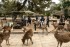 The Squad Saving Deer From Tourist Trash In Nara