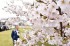 Yamagata’s Cherry Blossoms Are Now In Full Bloom; Four Days Earlier Than Usual, Four Days Later Than Previous Year